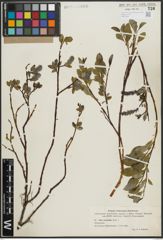 Foto von Salix arctophila Cockerell ex A. Heller